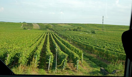 Le vignoble alsacien